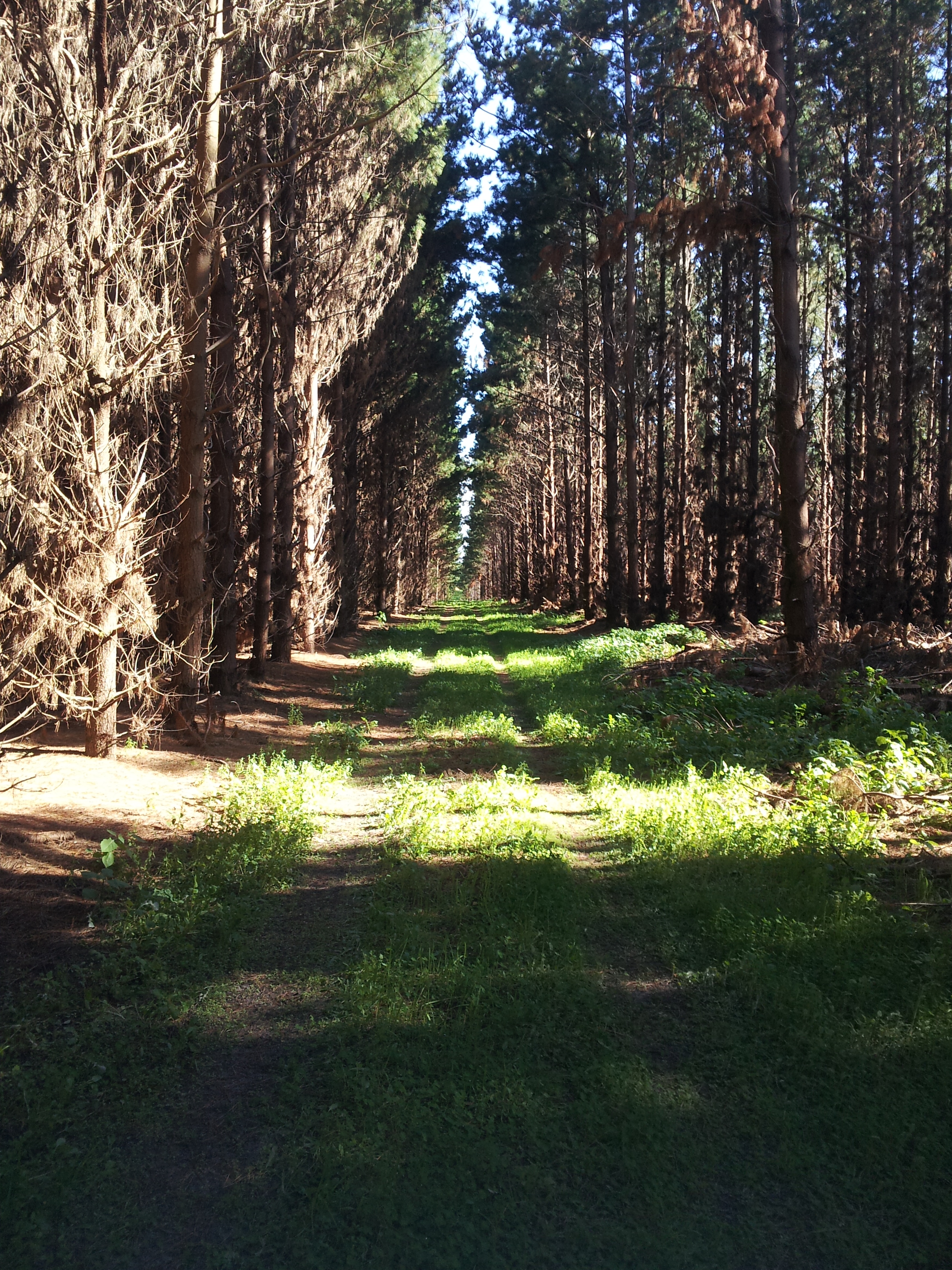 Looking into row of trees