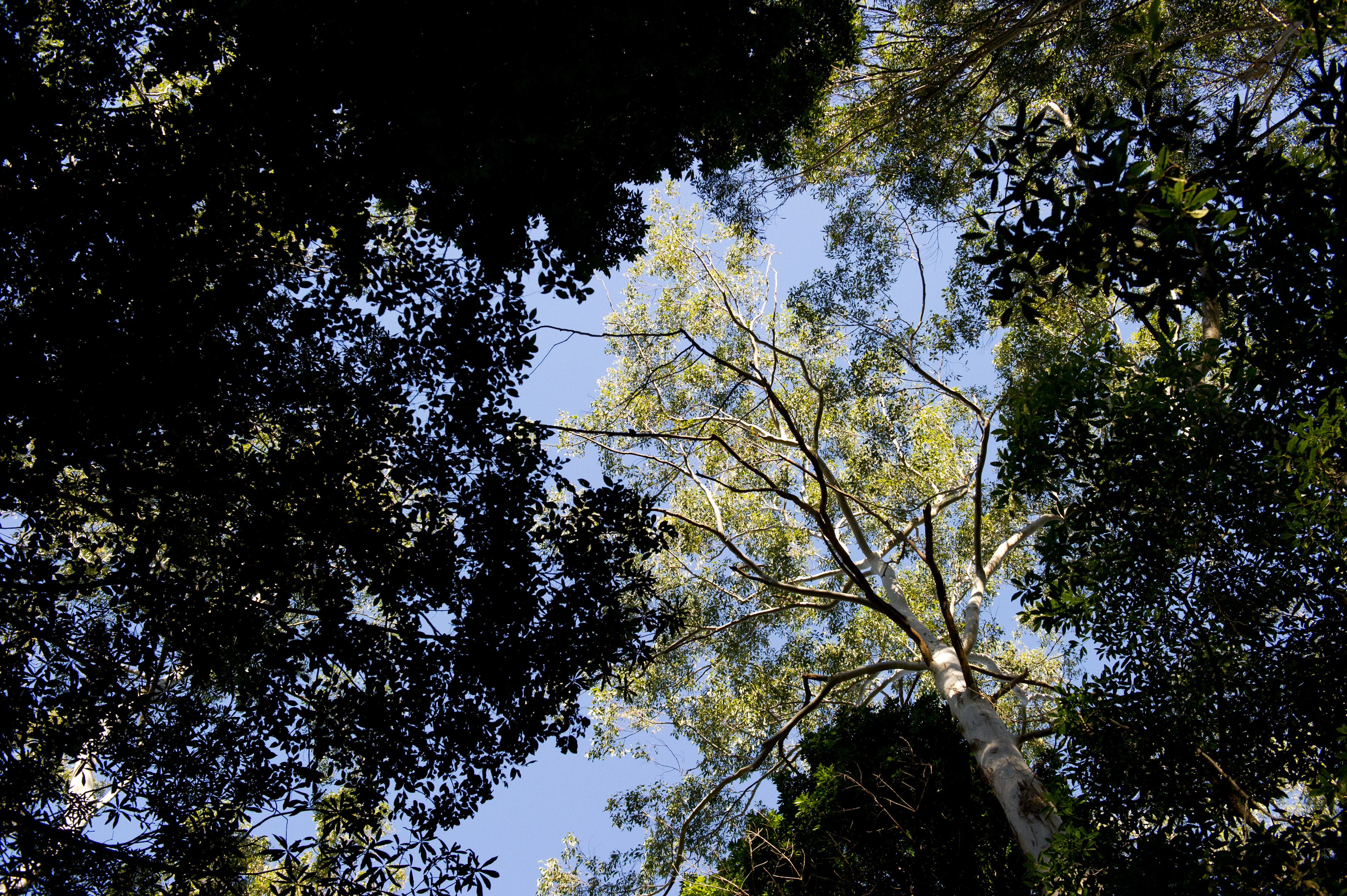 Shot of tree tops