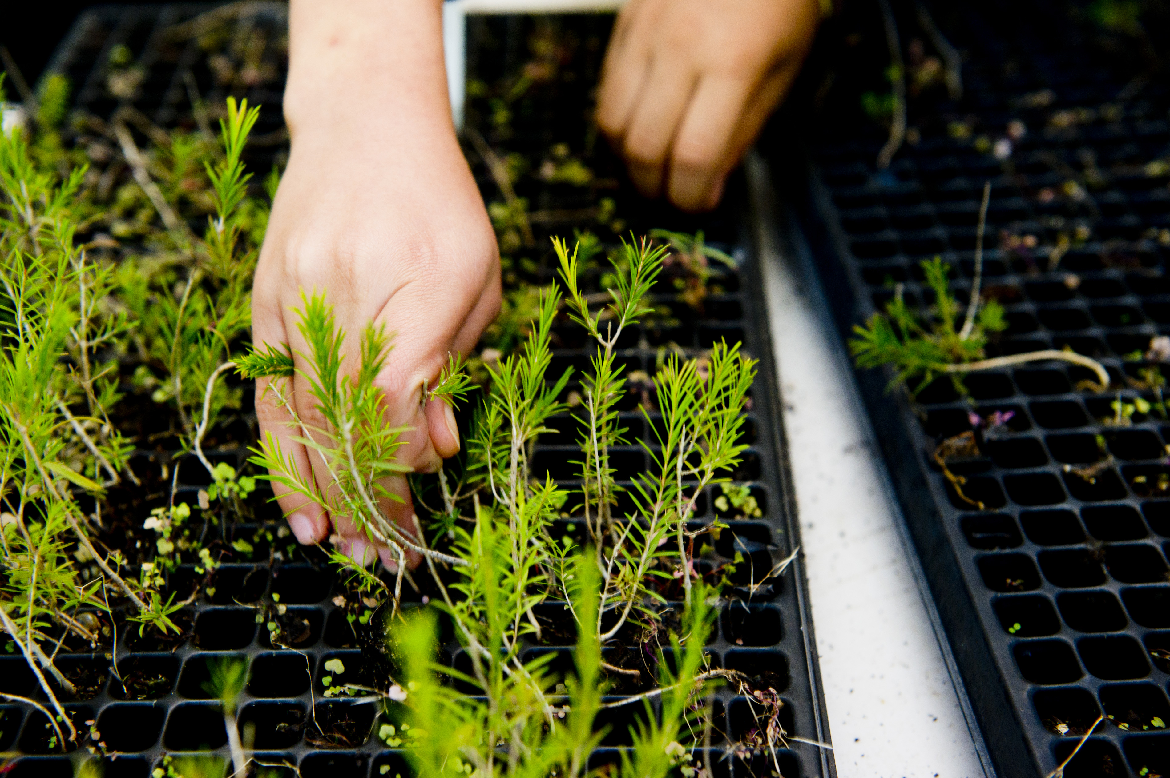 Hands planting pine tree seedlings