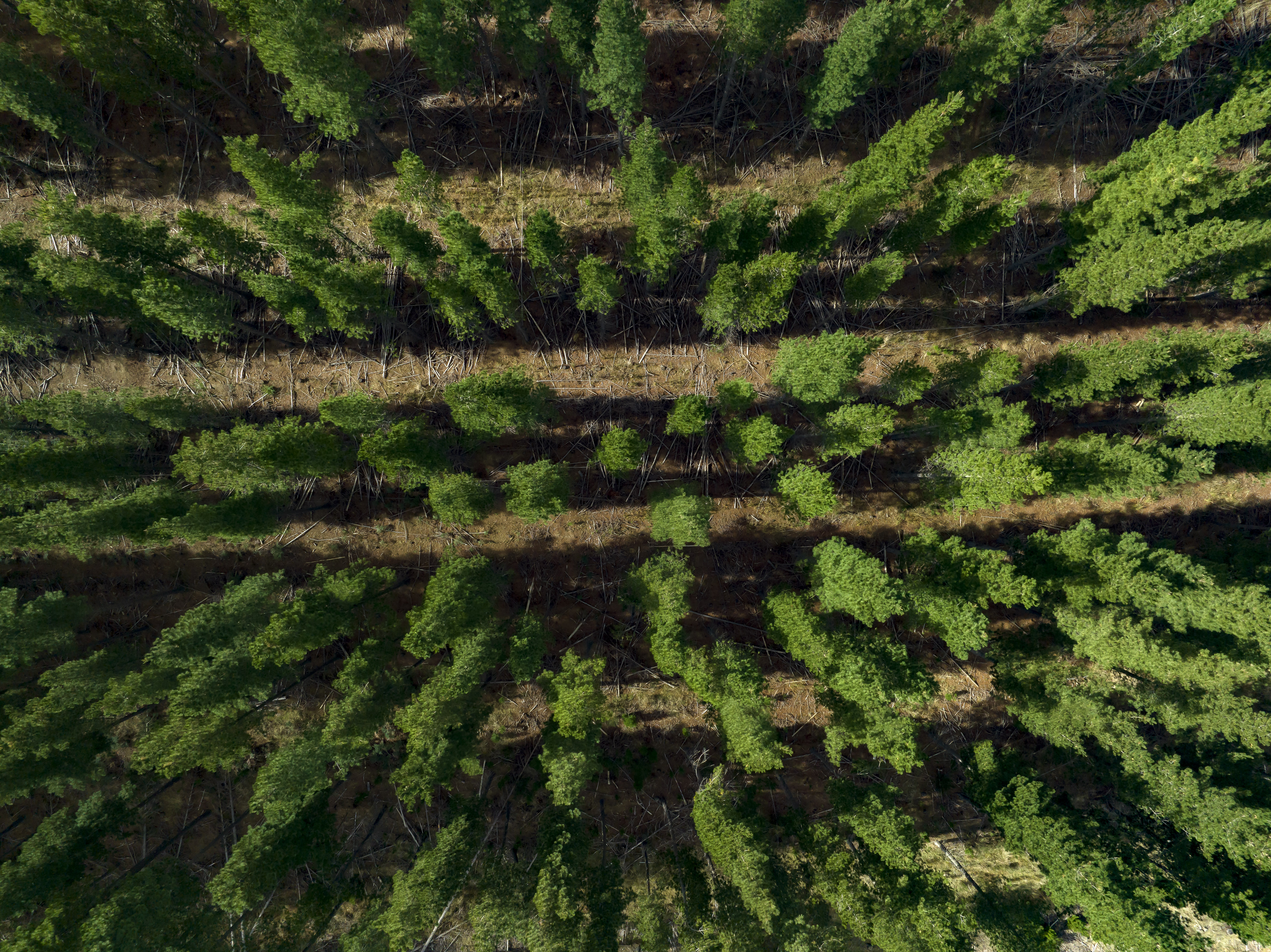 Drone shot of softwood pine plantation