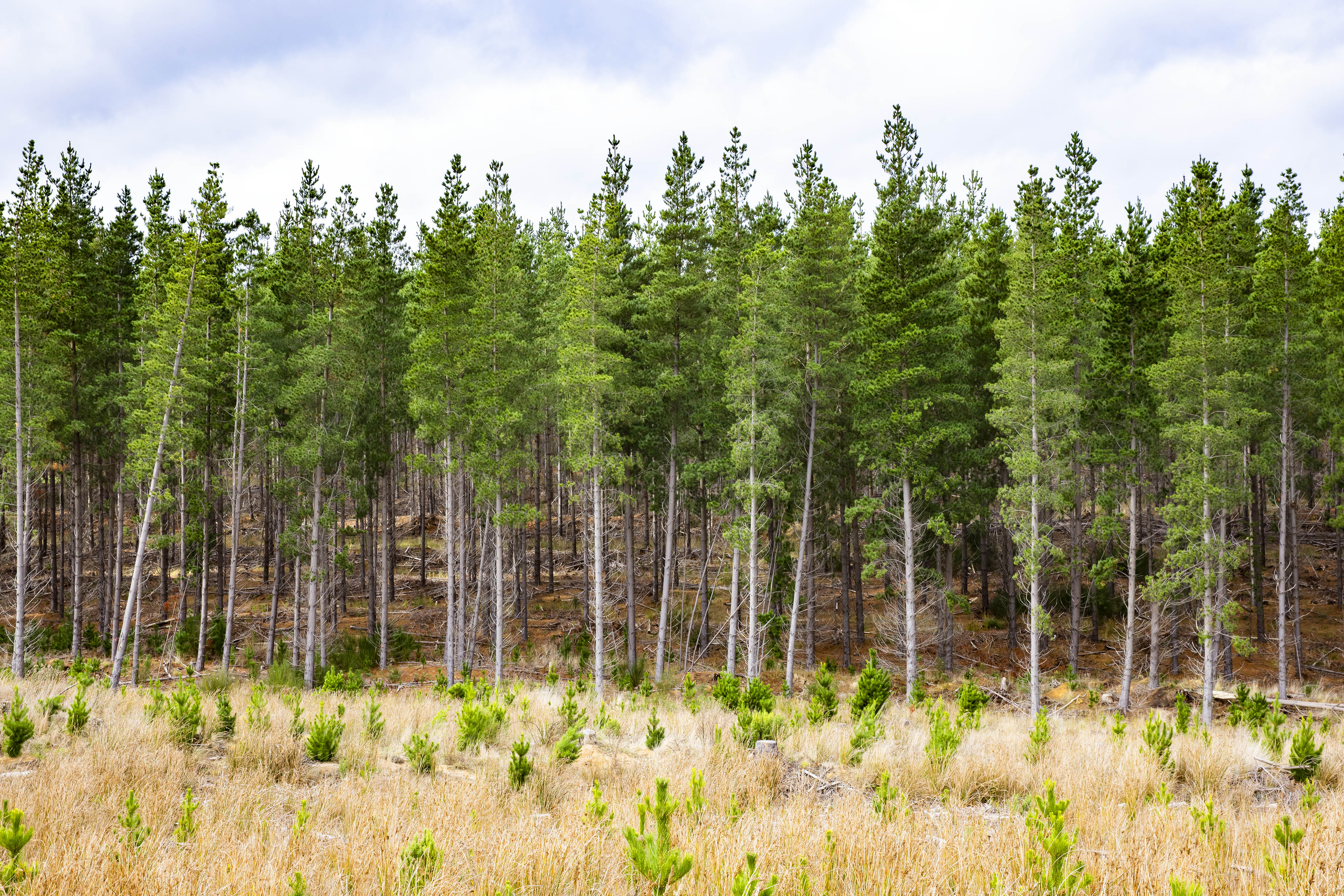 Row of mature pine tree plantation