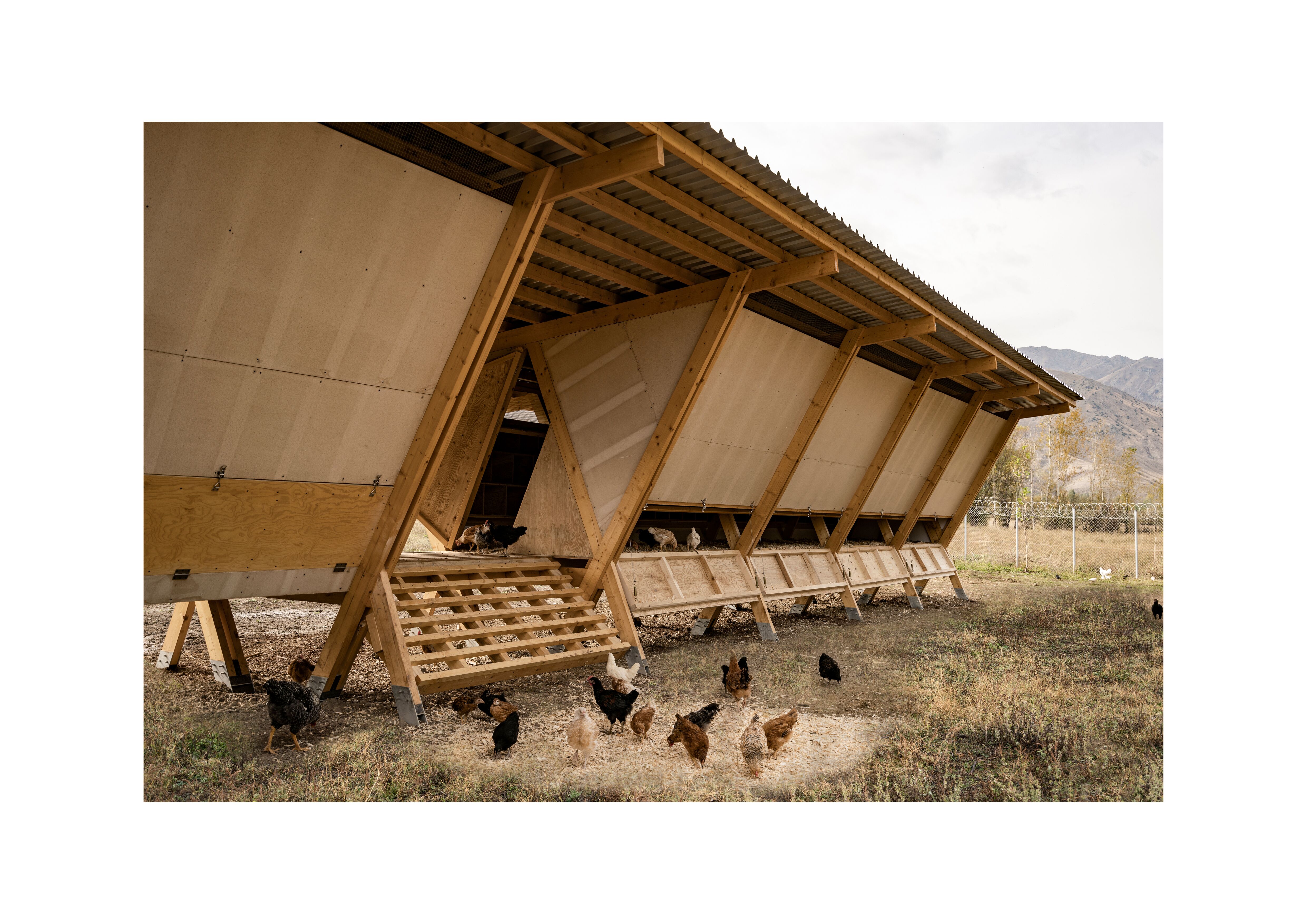 House Of Chickens Woodsolutions