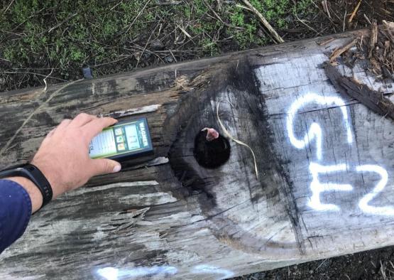 a hand holding a device in a log