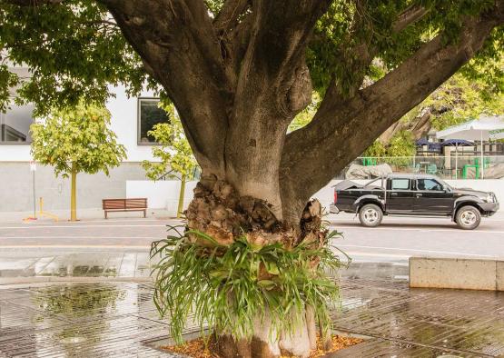 a tree with a plant growing out of it