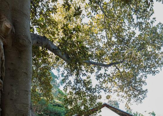 a tree with a building and a building in the background