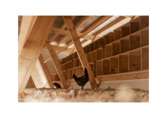 a chicken in a attic